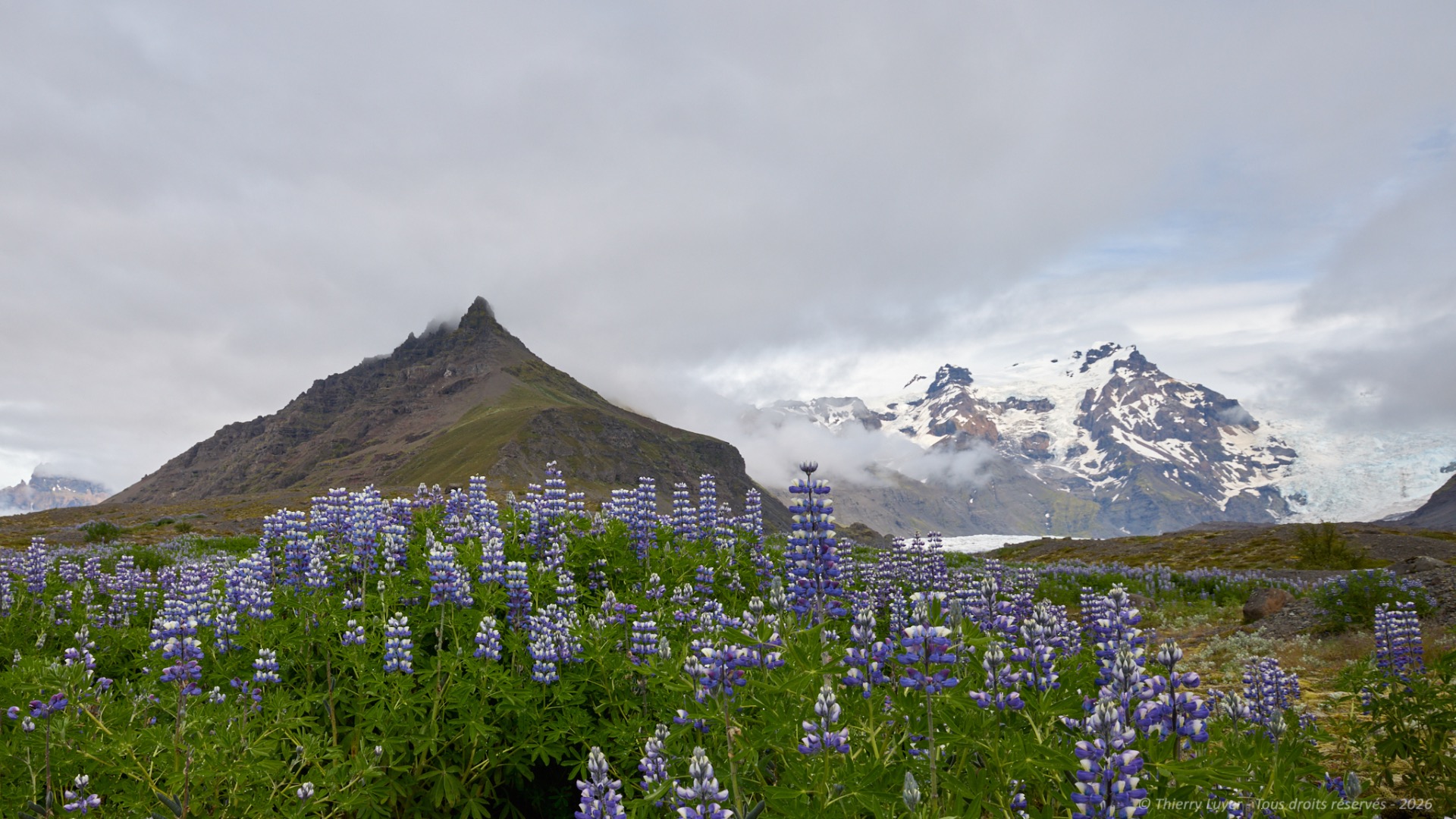 Purple lupine flowers bloom in a green valley beneath rugged mountains and distant snow patches under cloudy skies.