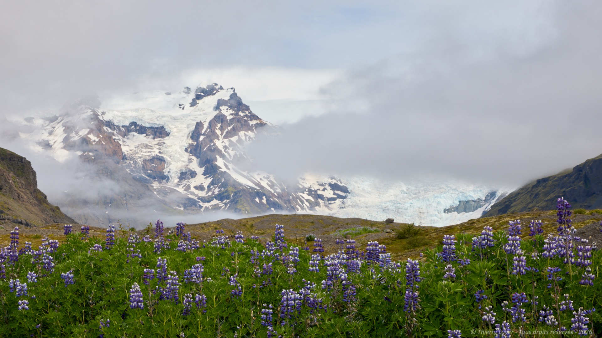 Snowy mountain peaks with glaciers under cloudy sky, foreground filled with purple lupine wildflowers.