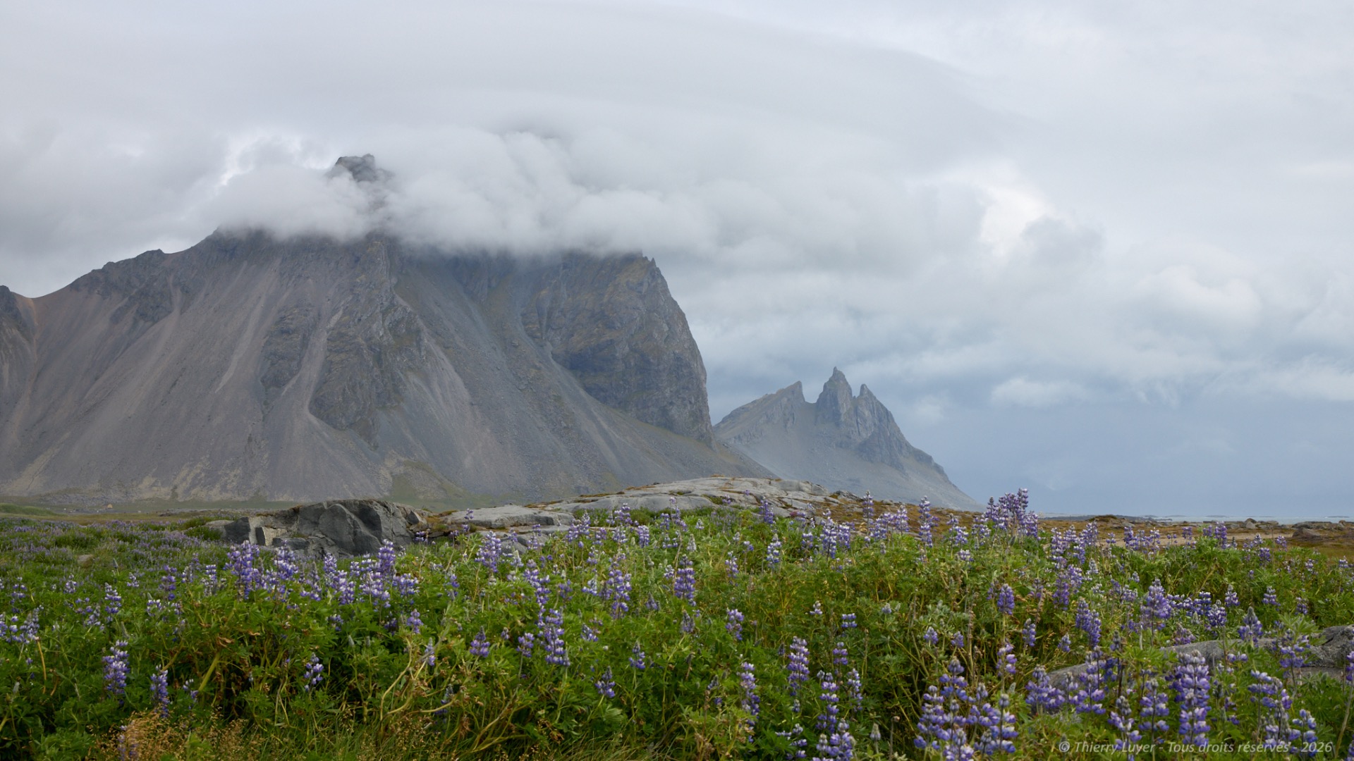 Rocky mountain peaks rise above a meadow filled with purple wildflowers under cloudy skies.