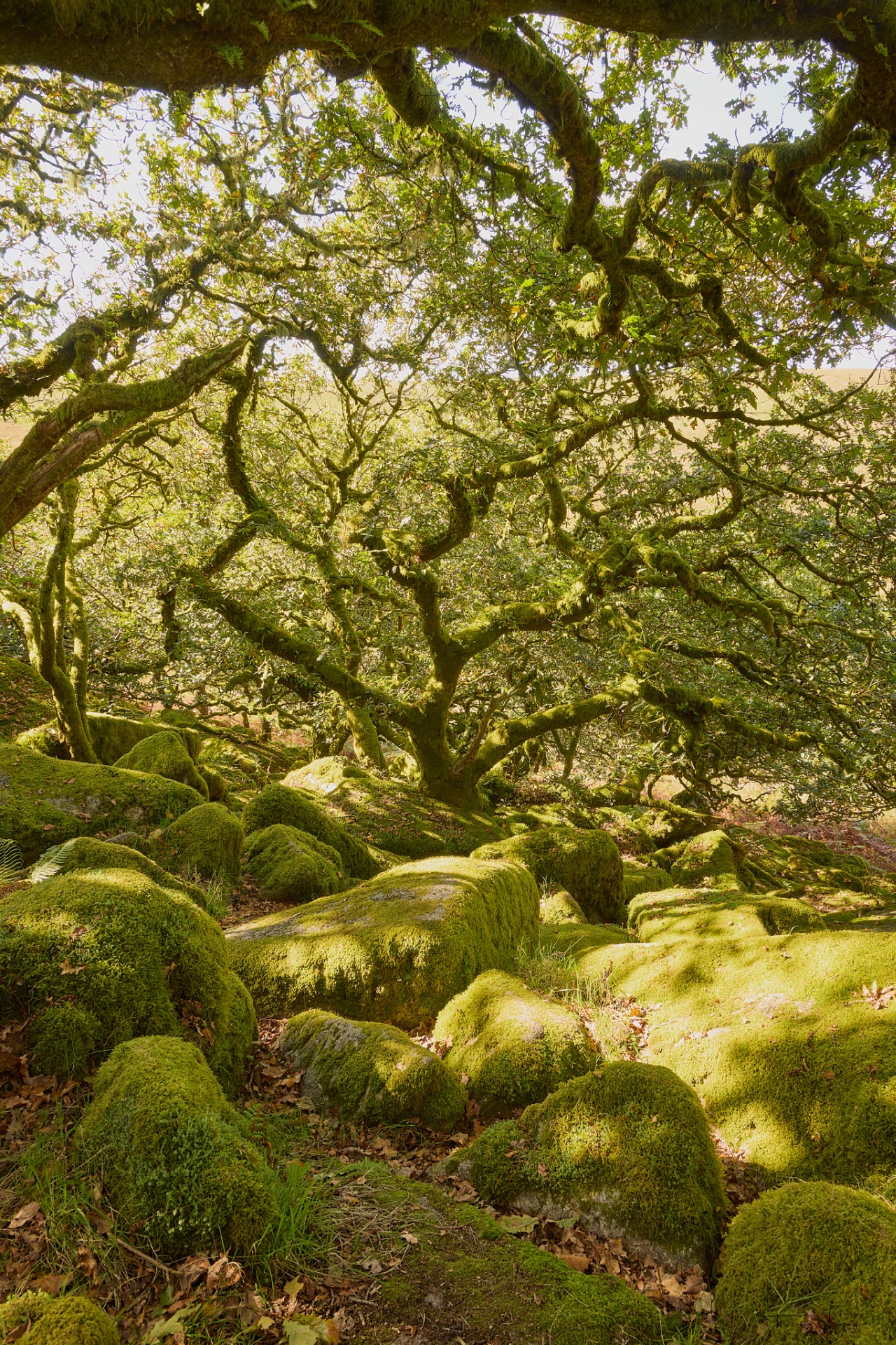 Sous un grand chêne, branches noueuses couvertes de mousse et sol tapissé de coussins verts.