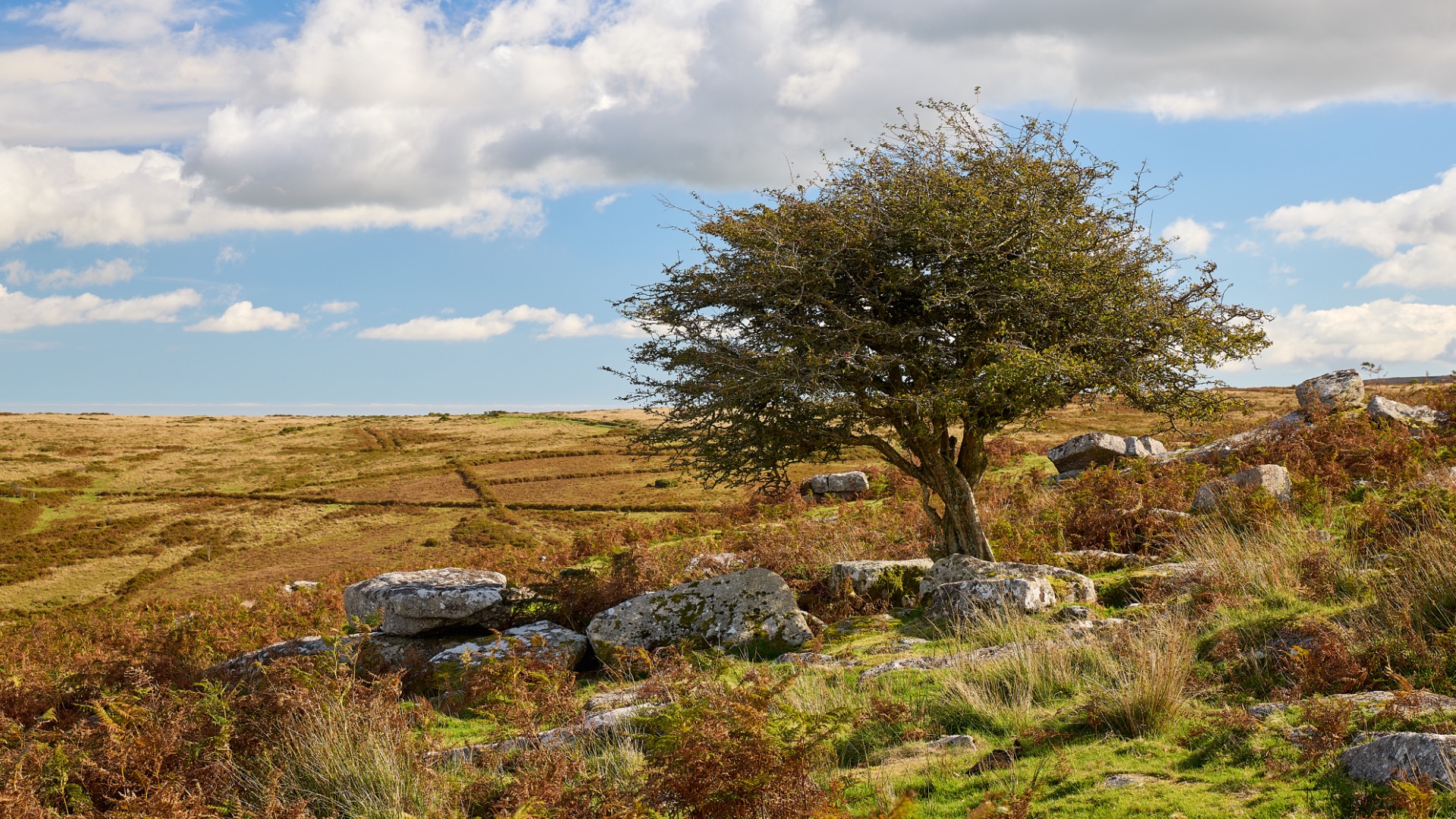 Arbre solitaire aux feuilles vertes, rochers au premier plan, prairie vallonnée et ciel nuageux au loin.