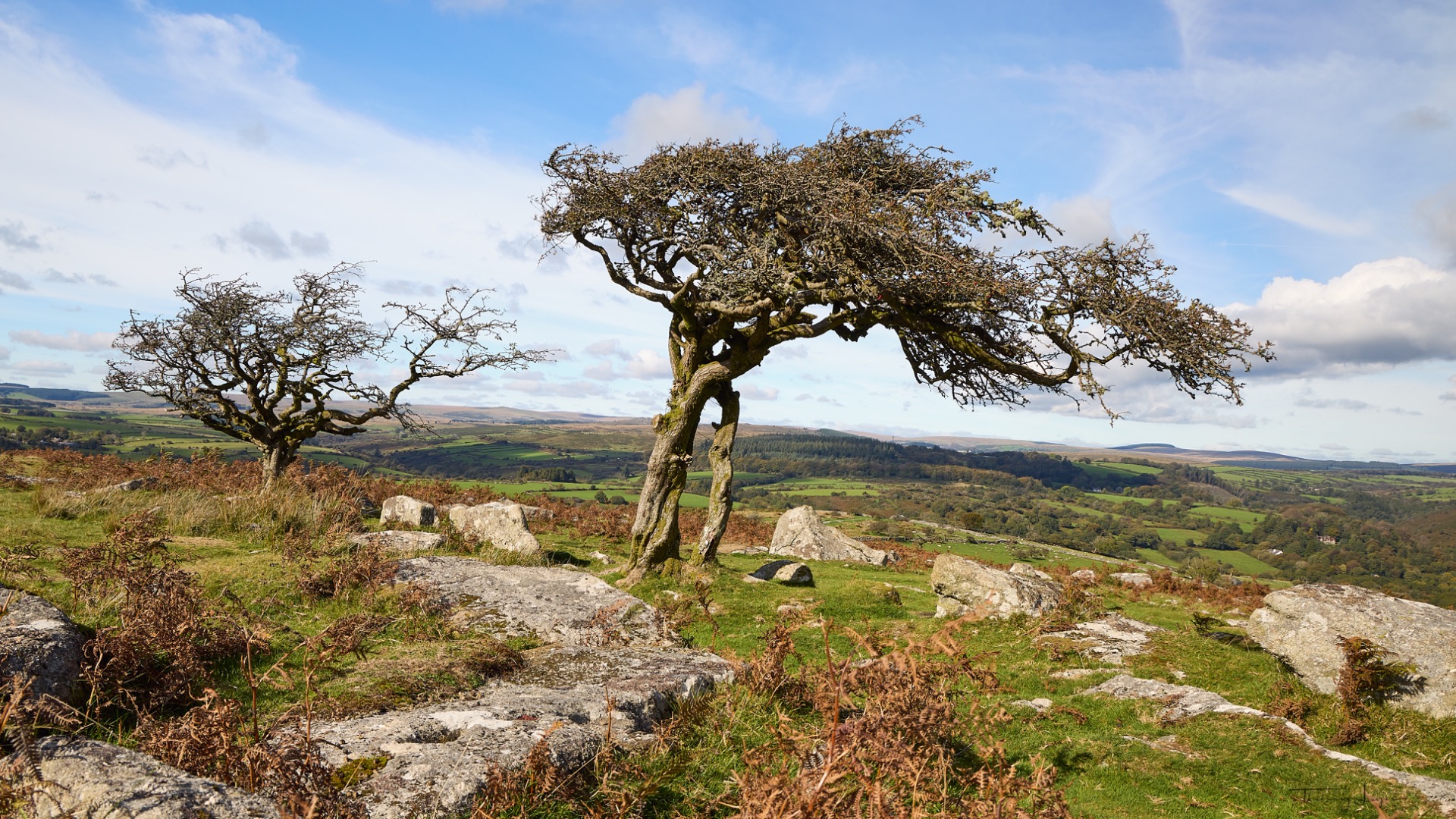 Deux grands arbres tordus aux branches nues, sur un promontoire rocheux, surplombant une vallée verte.