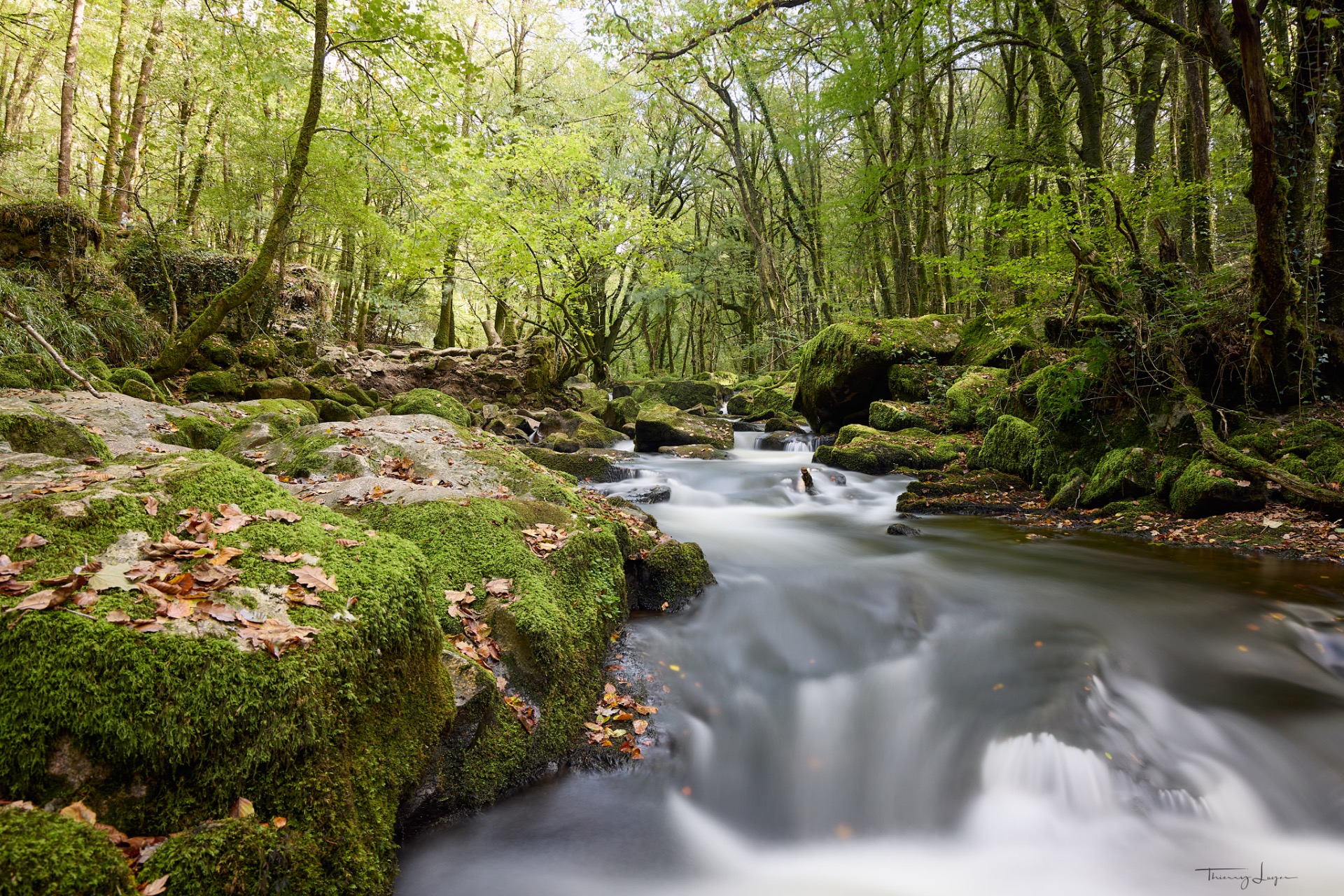 Forêt verdoyante avec ruisseau à débit lent, rochers couverts de mousse et arbres feuillus au printemps.