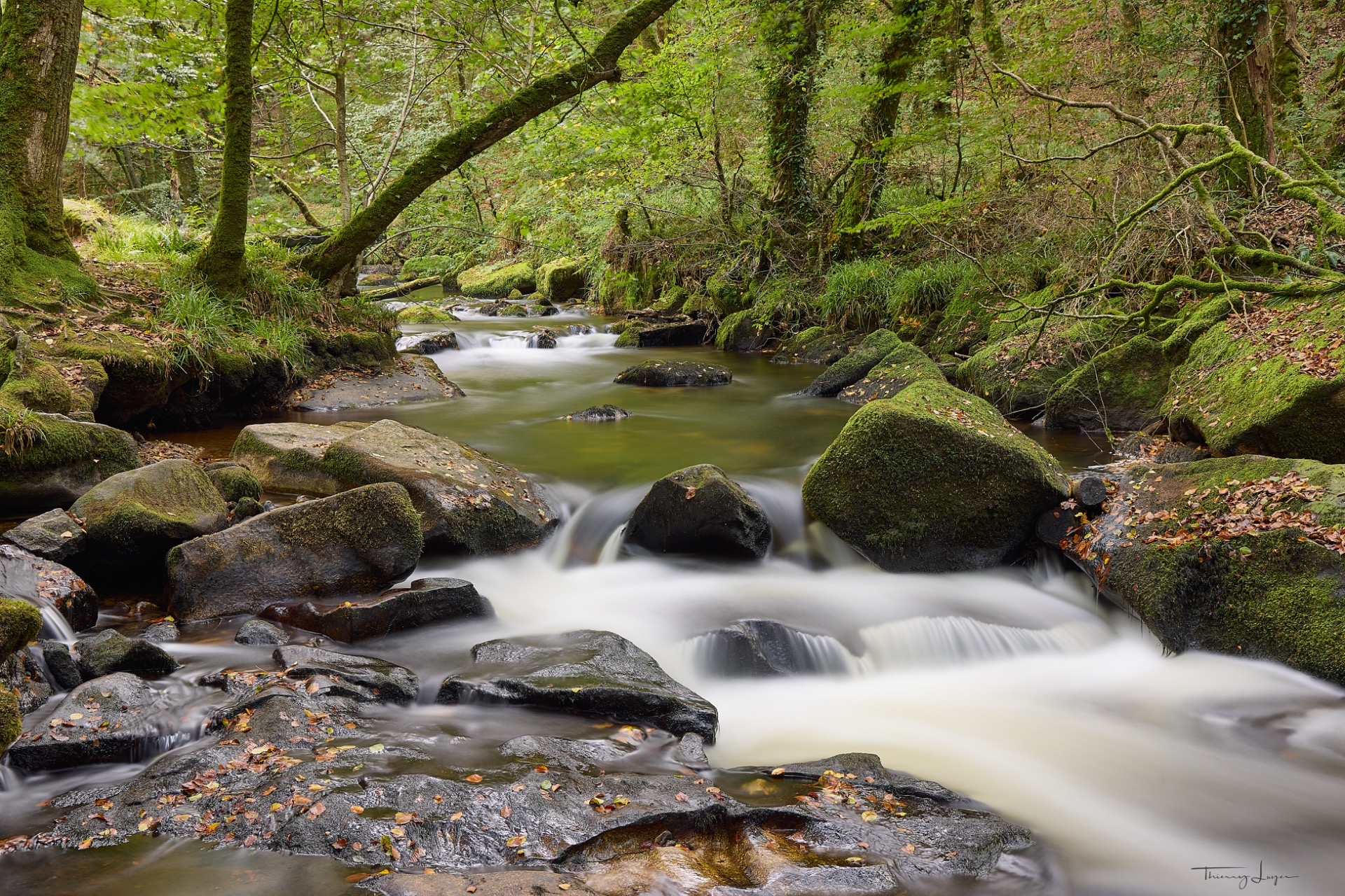 Ruisseau aux eaux laiteuses, rochers moussus et arbres feuillus verdoyants dans une forêt humide.