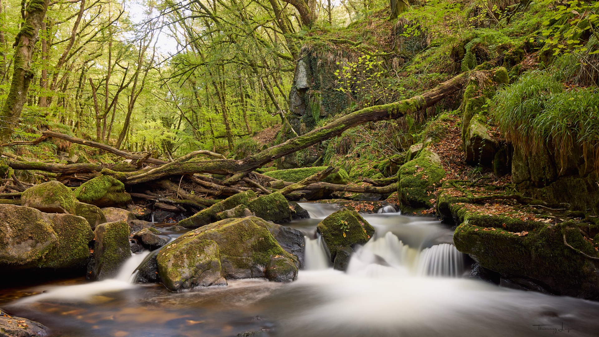 Ruisseau en cascade dans une forêt verdoyante, rochers couverts de mousse et branches tombées.