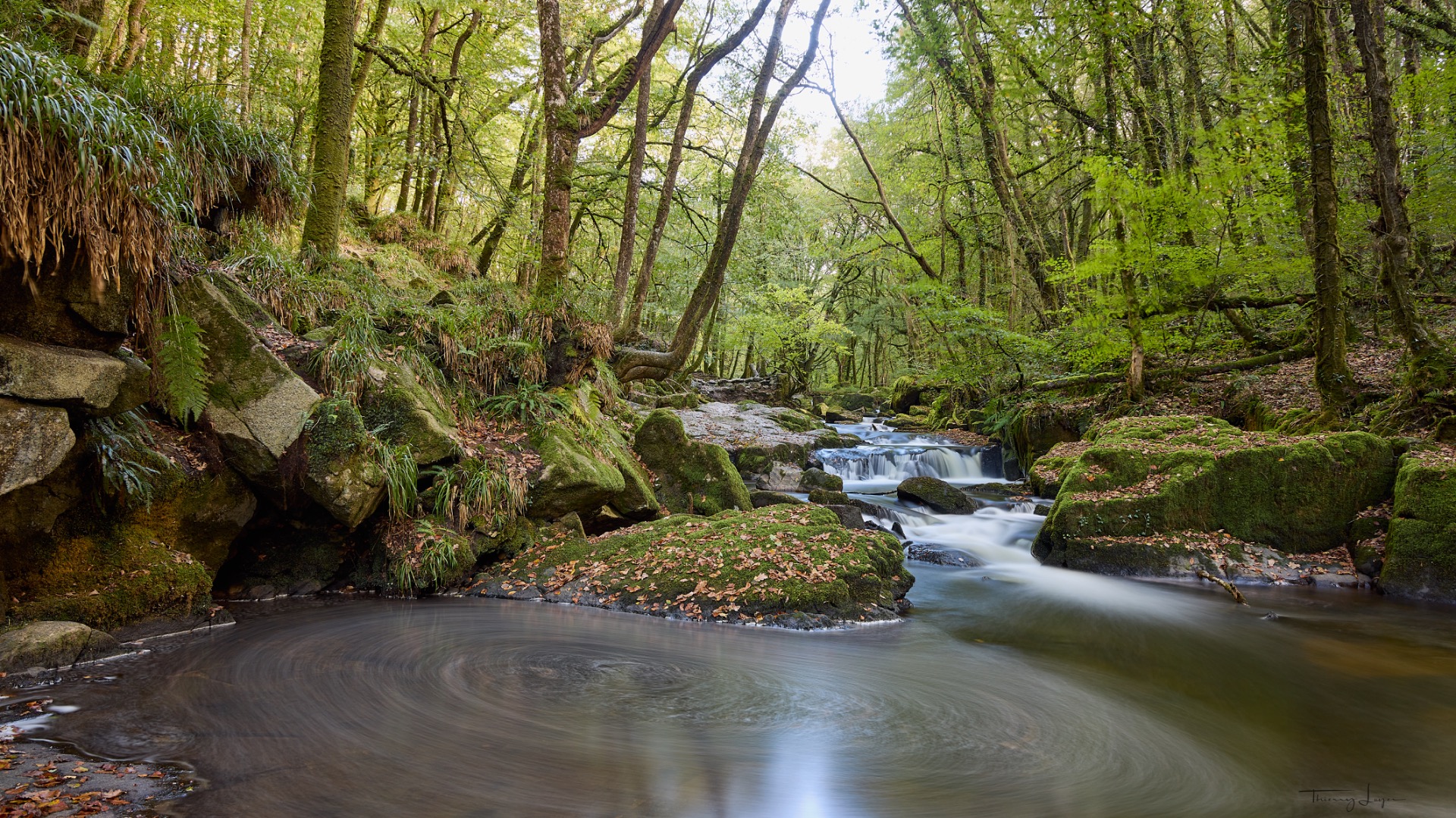 Forêt verdoyante avec ruisseau sinueux, rochers couverts de mousse et cascades douces entre les arbres.