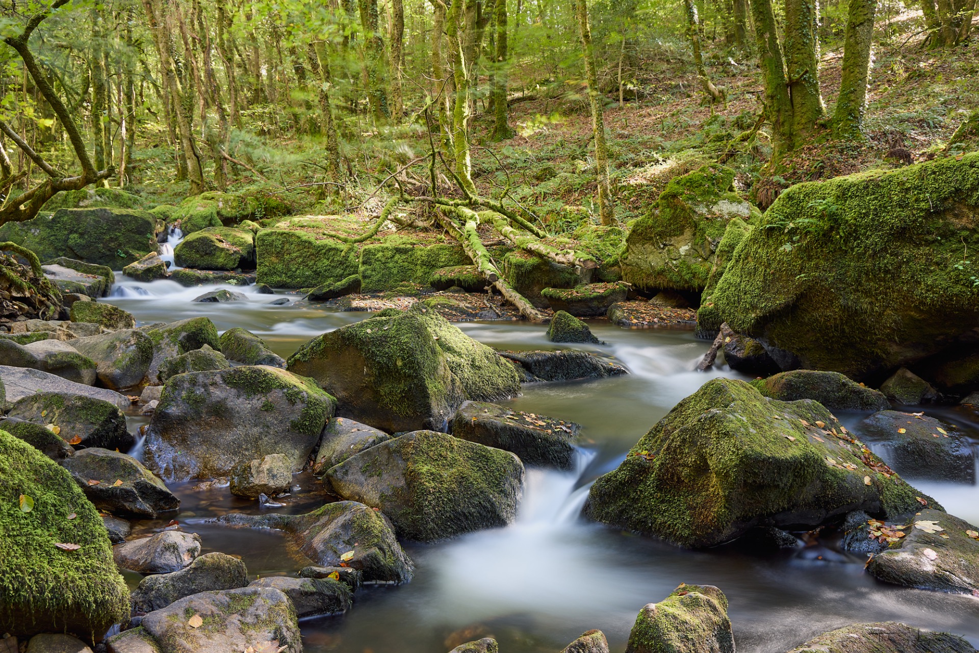 Ruisseau aux eaux laiteuses entre rochers couverts de mousse, cascade et forêt verdoyante dense.